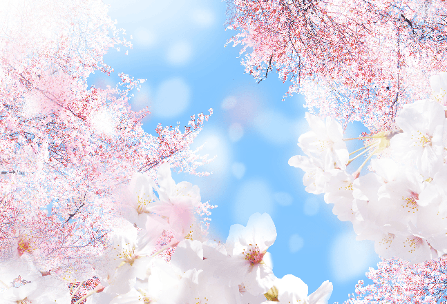 Springtime cherry blossoms